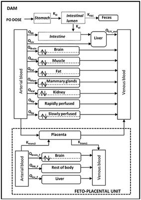 Evaluation of Placental Transfer and Tissue Distribution of cis- and Trans-Permethrin in Pregnant Rats and Fetuses Using a Physiological-Based Pharmacokinetic Model